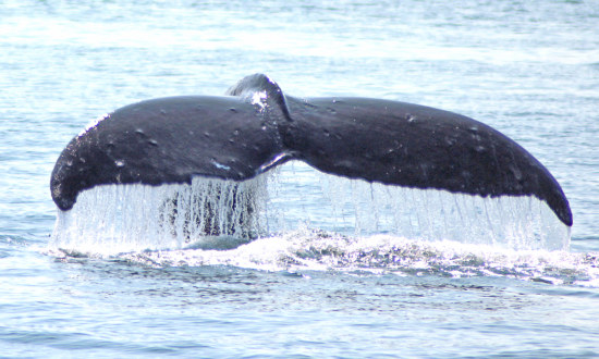 Plongeon majestueux d'une baleine à bosse