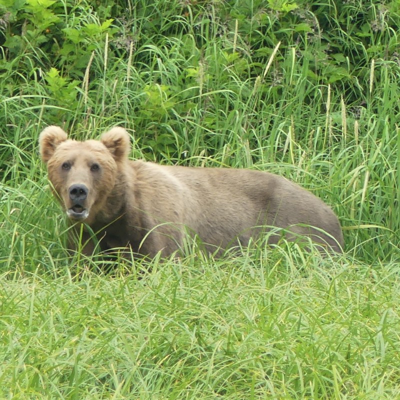 Territoire de chasse de l'ours Kodiak