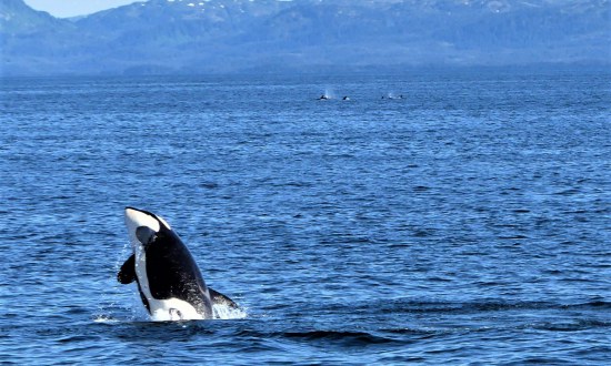 Les orques de Prince William Sound