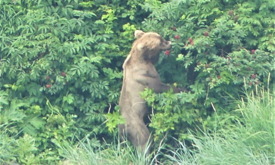 L’ours Kodiak frôlant les 3,50m lorsqu’il se met debout