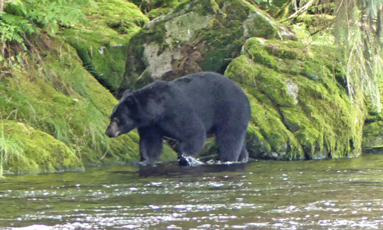 Ours noir d'Alaska en quête de saumon